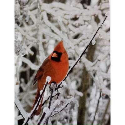 Christmas Greeting Card - Iced Cardinal