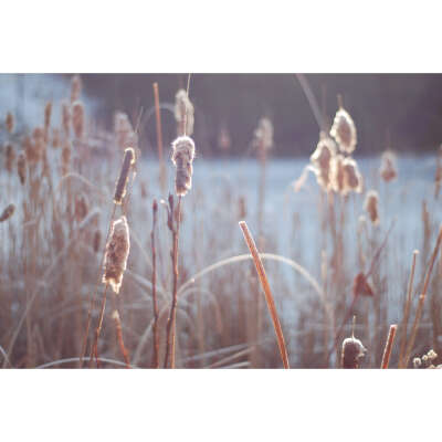 Christmas Greeting Card - Cattails