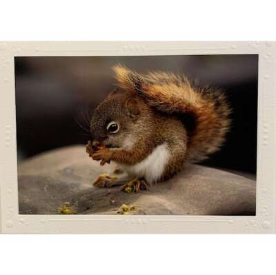 Greeting Card - Squirrel
