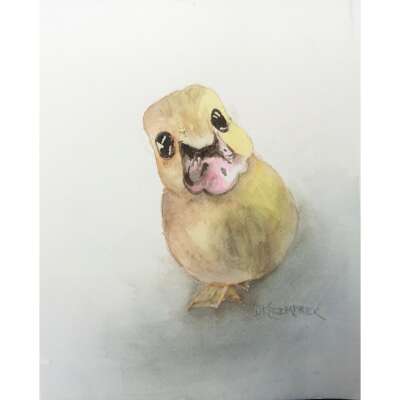 Curious  Duckling - Greeting Card