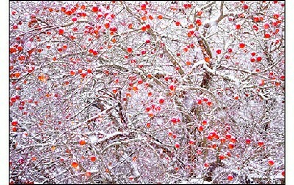 Christmas Greeting Card - Apple Trees