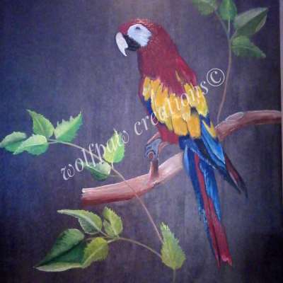 Live in Colour (Macaw)