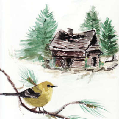Pine Warbler