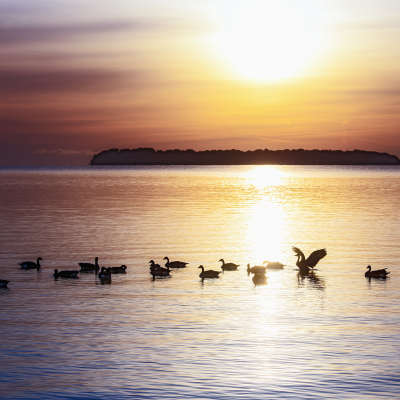 Geese at Sunrise, Innisfil, Ontario