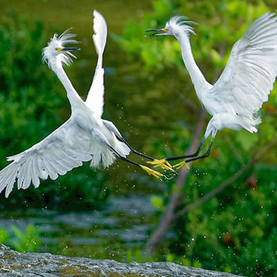 Dance of the Snowy Egrets