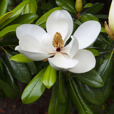 Magnolia Bloom