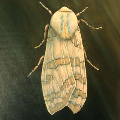 Banded Tussouk Moth