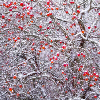 Apple Tree in Winter, Bradford, Ontario