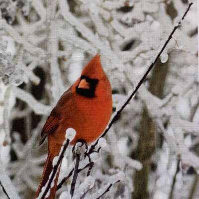 Christmas Greeting Card - Iced Cardinal
