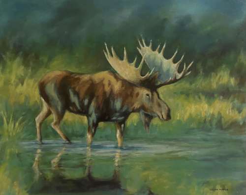 Moose in Swamp