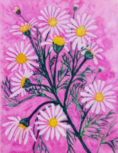 Chamomile, watercolour on Yupo (printmaking plate), 2023. 5"W x 7"H All rights reserved.