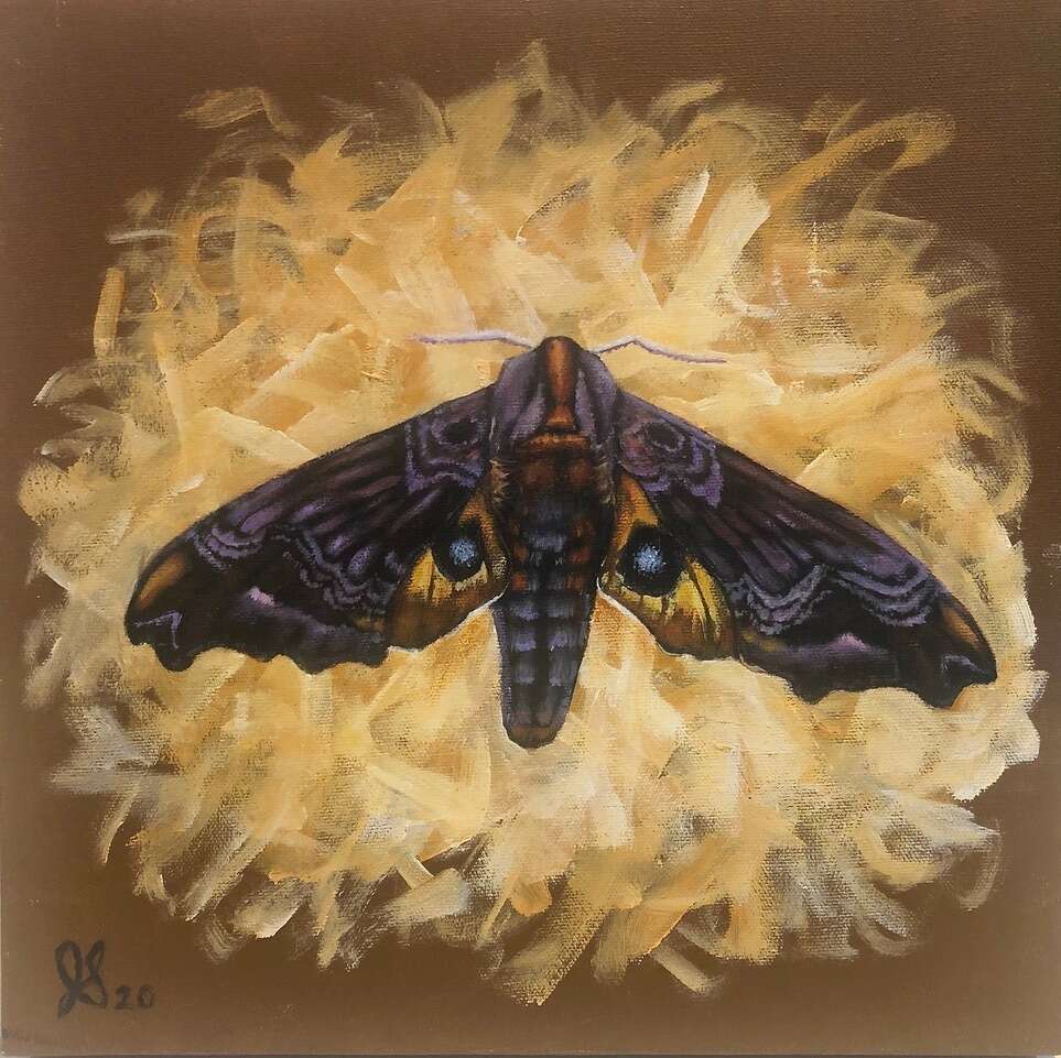  Small-eyed Sphinx Moth, Acrylic 13 X 11