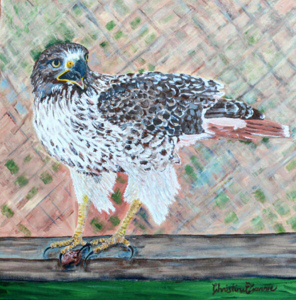 Suppertime for the Red-tailed Hawk at the Community Garden, heavy acrylic on canvas, Urban Agriculture Flora and Fauna project, 2023. 20"W x 20"H x 1.5"D All rights reserved.