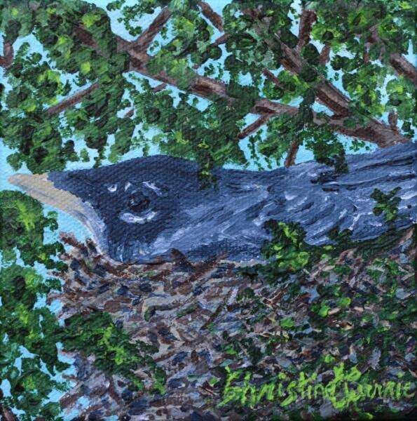 Serious Business (American Robin), heavy acrylic on canvas, Urban Agriculture Flora and Fauna project, 2023. 5"W x 5"H x 1.5"D All rights reserved.