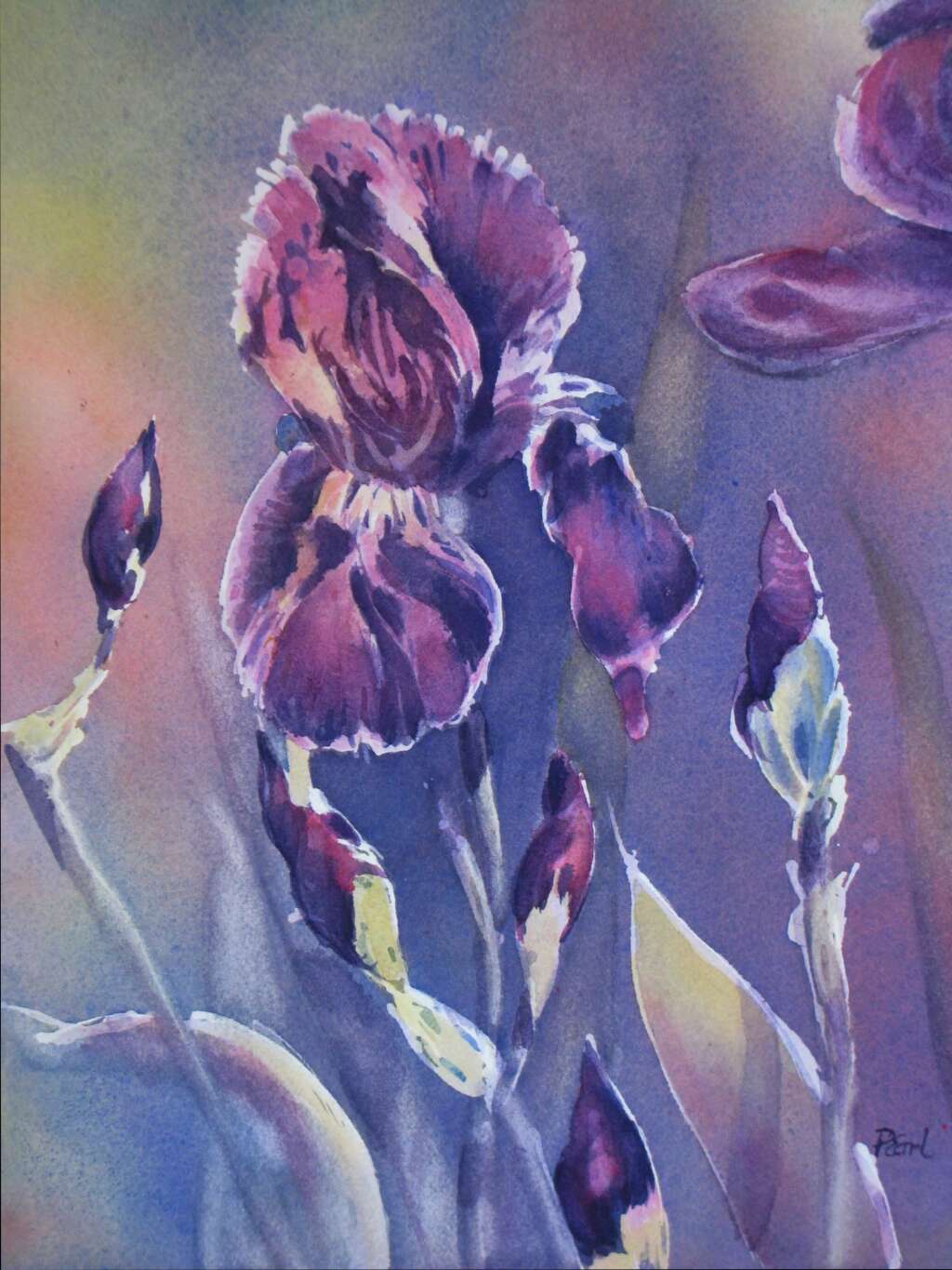 Fragrant Iris