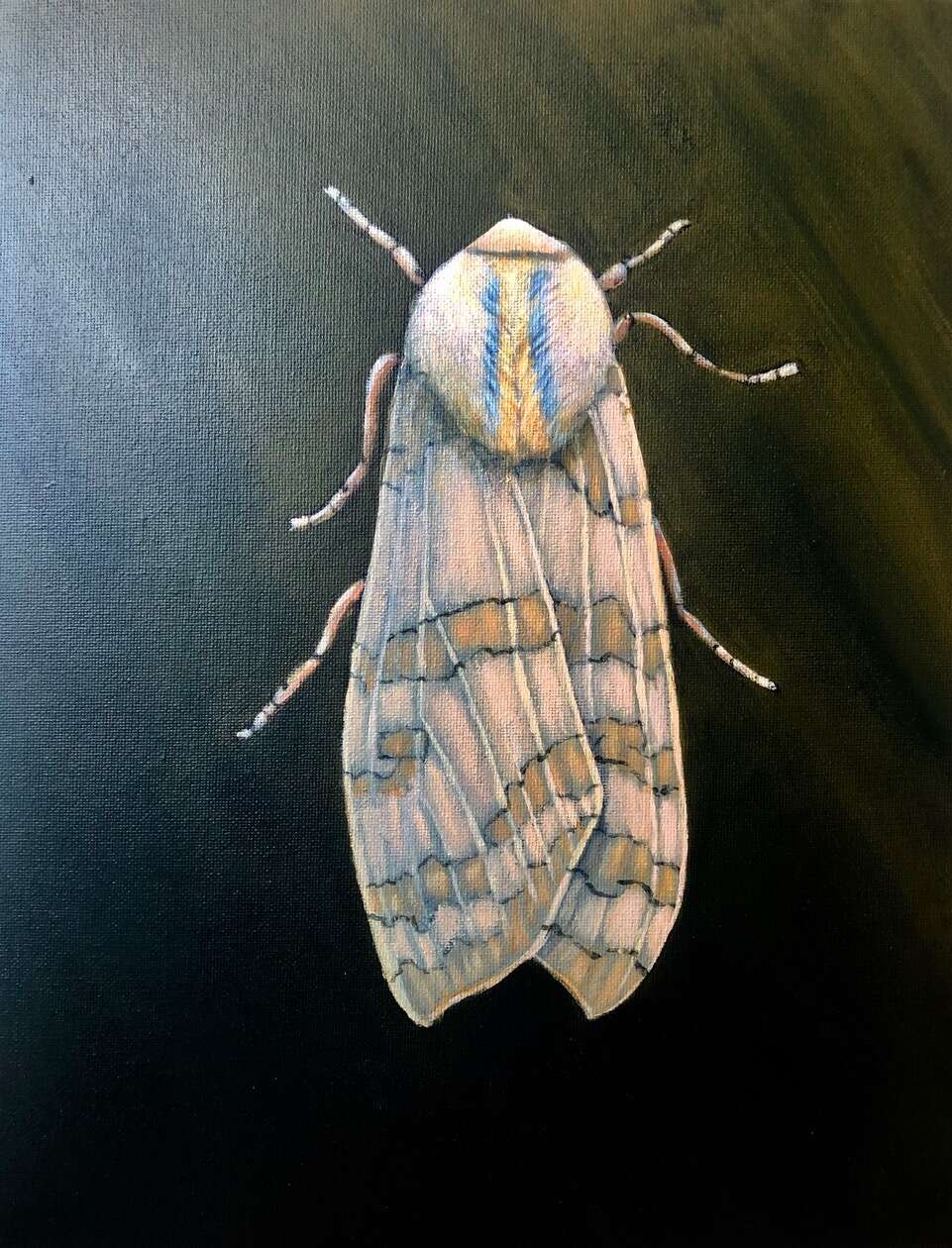  Banded Tussock Moth, Acrylic 13 X 11