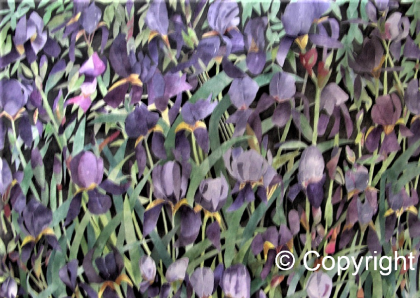Alliston Irises - Watercolour - 28.25" x 21" (framed 38.25" x 28.75") - $2600