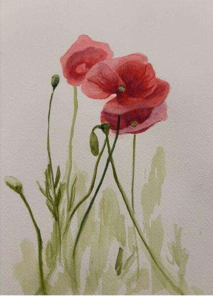 Poppies Watercolour