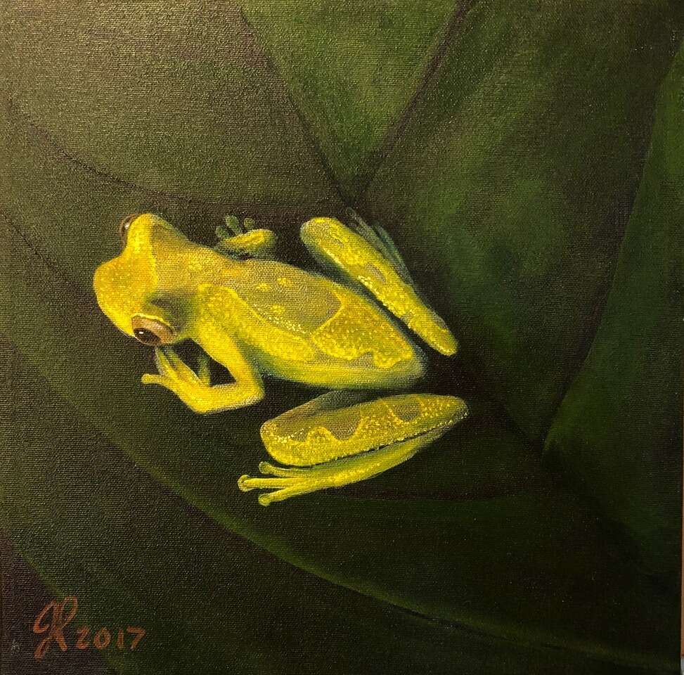 Translucent Tree Frog No. 1, Acrylic  12 X 12