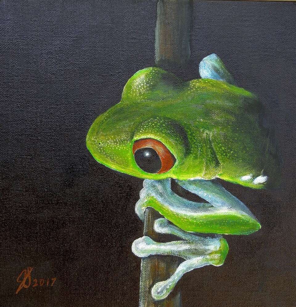 Tropical Tree Frog No. 2, Acrylic  12 X 12
