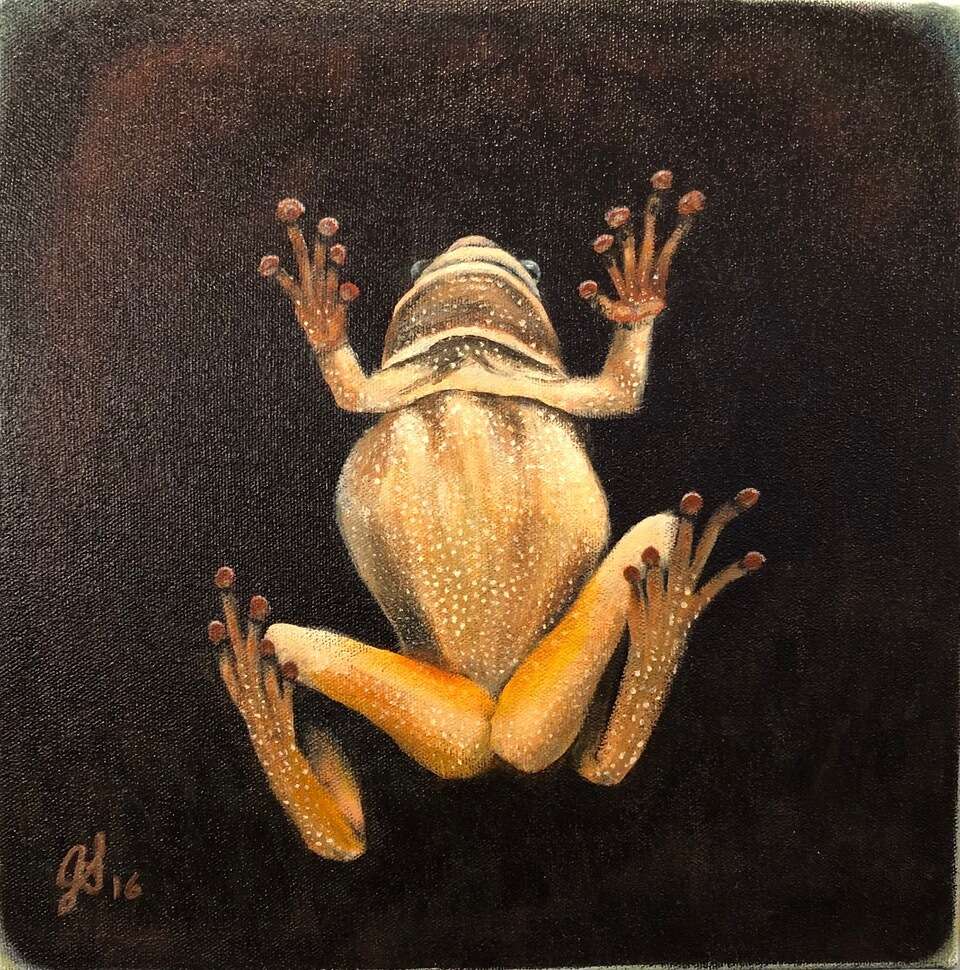 Grey Tree Frog on a Window Pane,  Acrylic   12 X 12