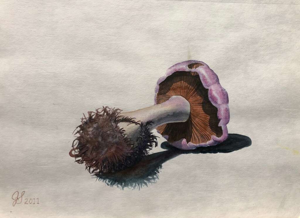 Blewit Mushroom, Watercolour  8 X 10