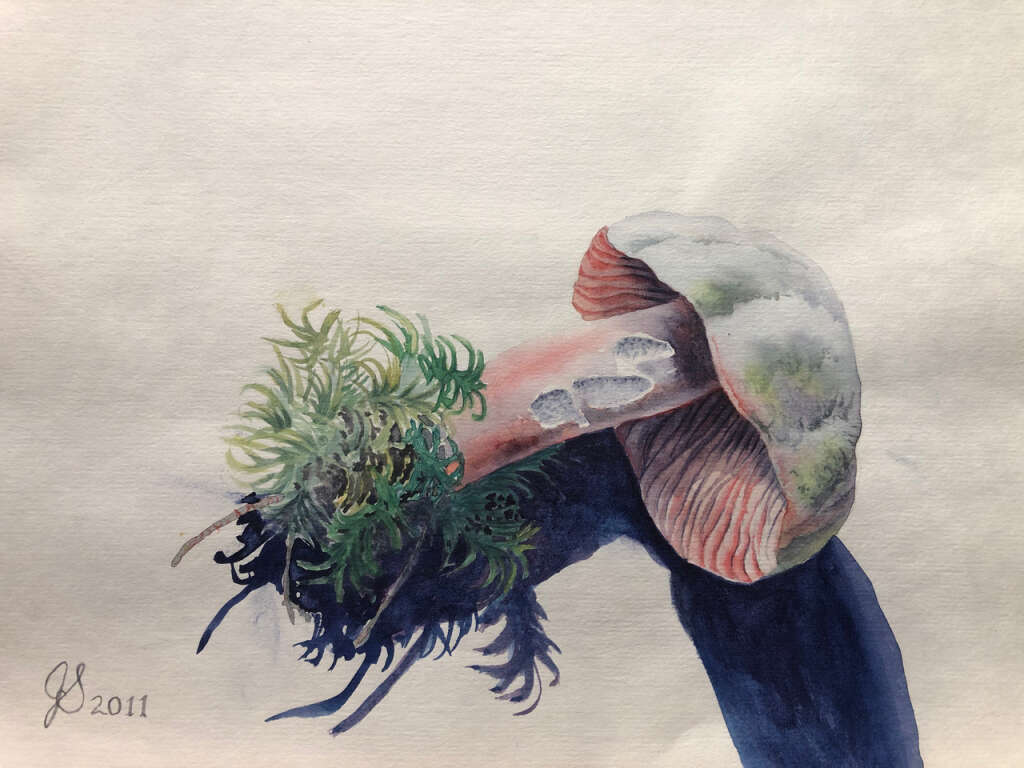 The Mushroom, Watercolour 8 X 10