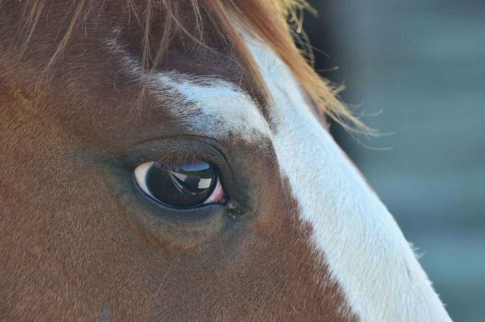 The heART of Healing with Horses